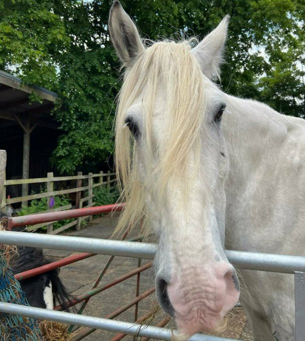 Mr Tom (image courtesy of Rutland Farm Park) Mr Tom (image courtesy of Rutland Farm Park)