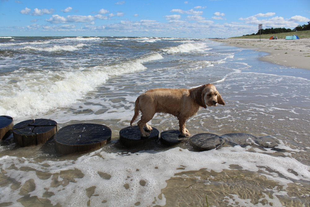 Dog beach bans in Falmouth.