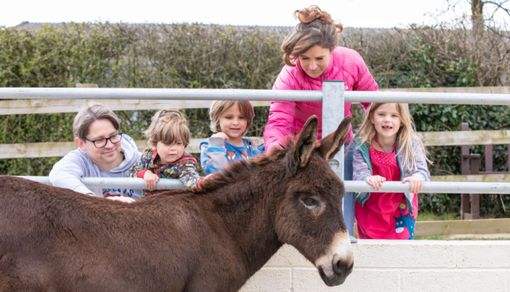 Who Wants to be a Donkey Guardian - Summer Quiz Trail Who Wants to be a Donkey Guardian - Summer Quiz Trail