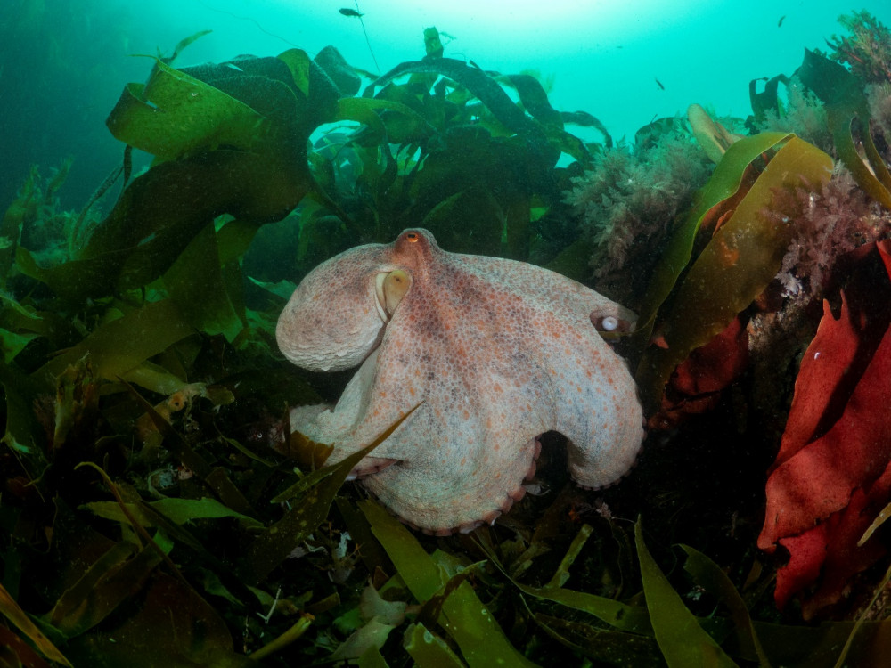 Octopus numbers boom in Cornwall.