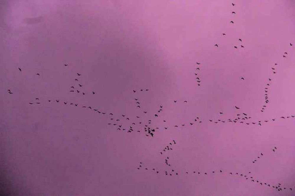 Canada geese in the sky Canada geese in the sky