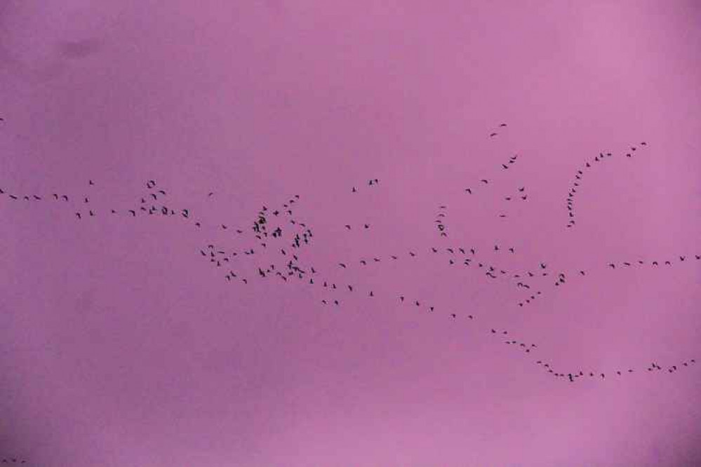 Canada geese in the sky Canada geese in the sky