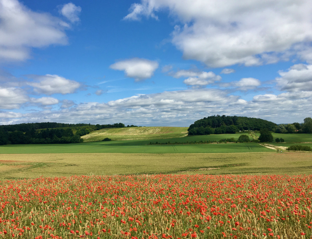 A Hucknall campaign group is holding two community events tomorrow at The Horse and Groom Pub in Linby to raise funds for their cause. Pictured: Whyburn Farm. Photo courtesy of HAWFD group.