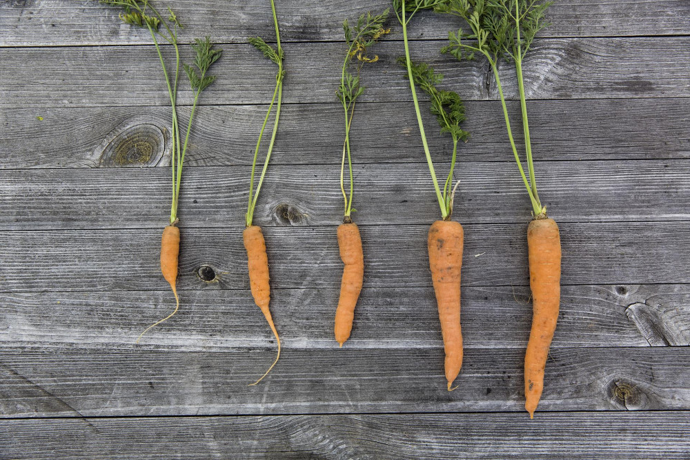 There will be talks on various subjects, including growing your own food