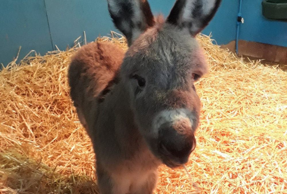 Sam the foal at one week old (The Donkey Sanctuary)