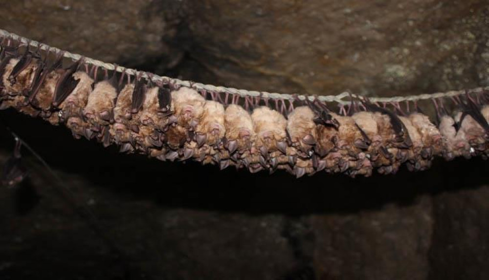 Beer Quarry Bats (Image: Visit Devon)