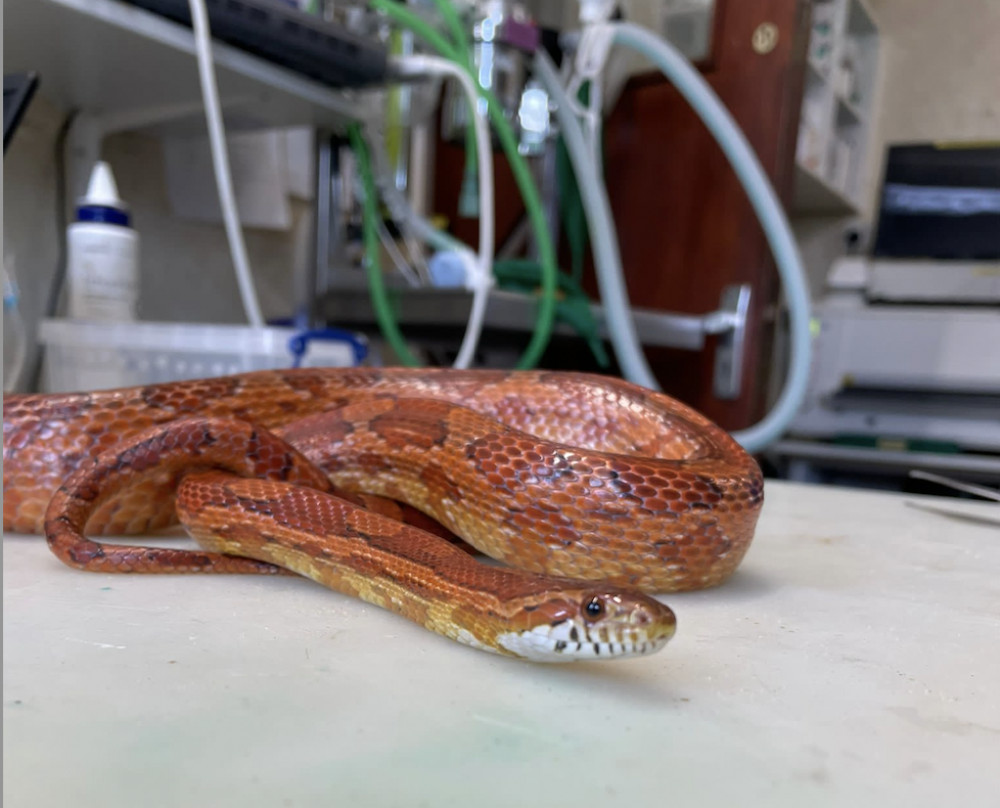 Snakes are more likely to escape in hot weather