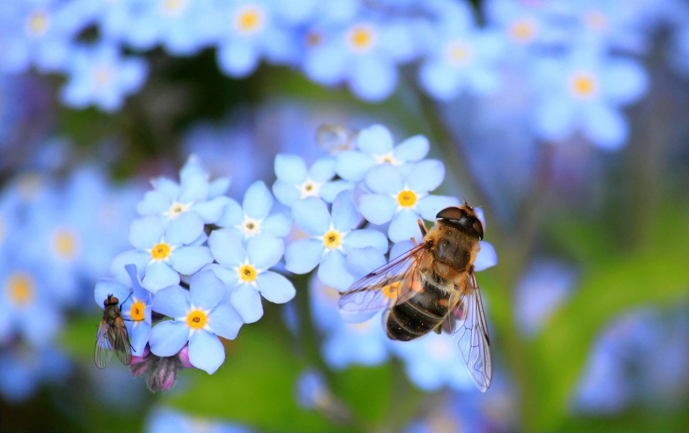 The people of Wells are being asked to help survey the biodiversity in and around the city.