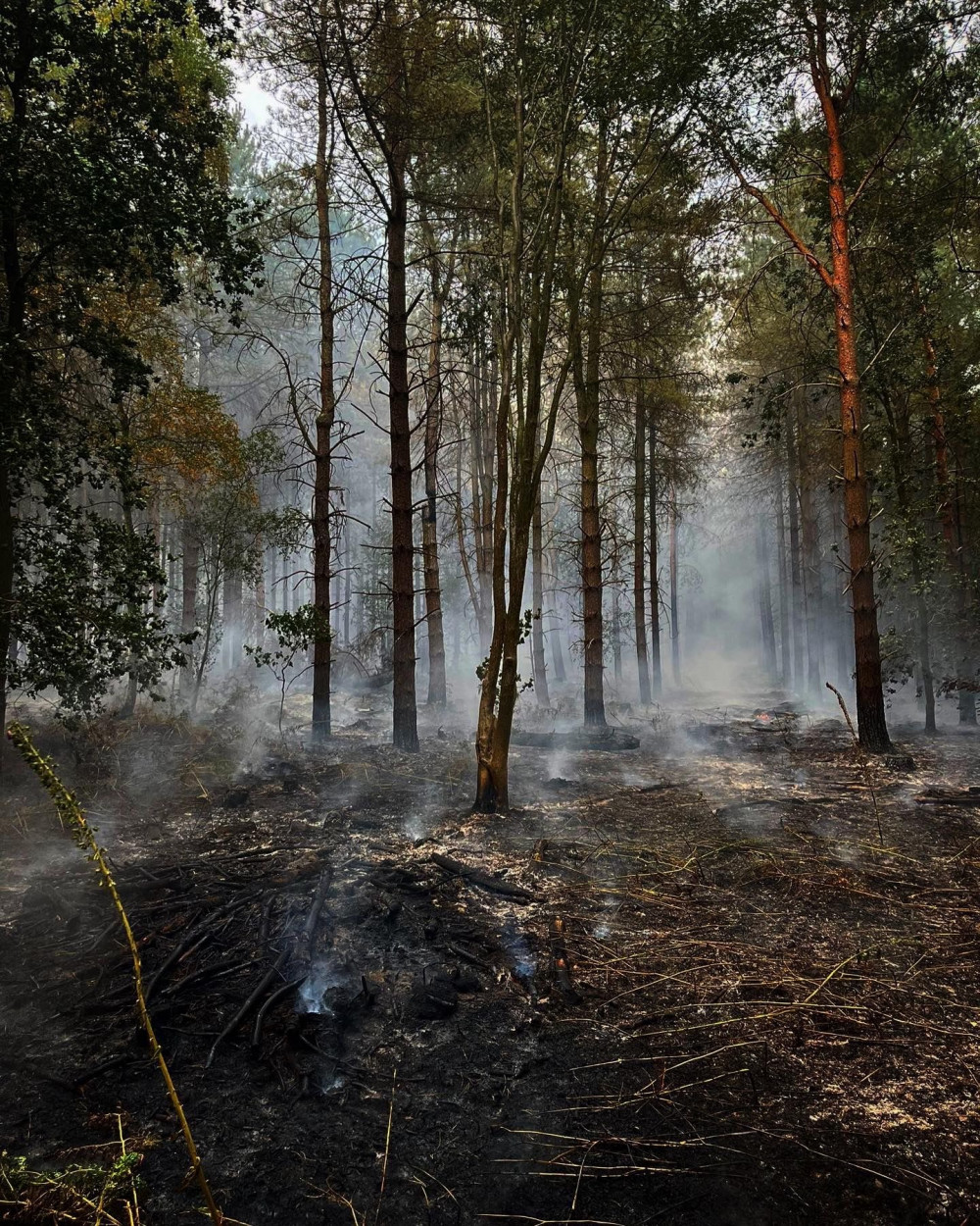 Nottinghamshire firefighters say the scale of a forest fire which started during record temperatures is “unprecedented”. Pictured: The wildfire in Blidworth on July 19. Photo courtesy of Nottinghamshire Fire and Rescue Service.