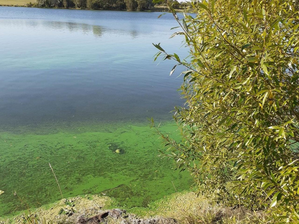 Blue-green algae at Argal, shared by Cornish Paws on social media.