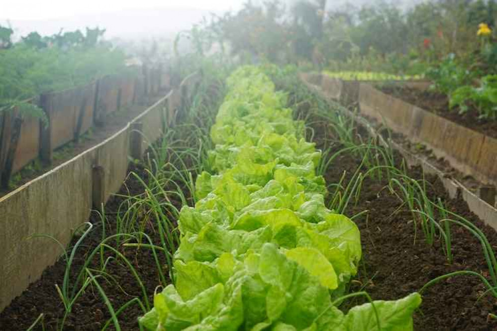 Frodsham Allotments will receive £2,500 Frodsham Allotments will receive £2,500
