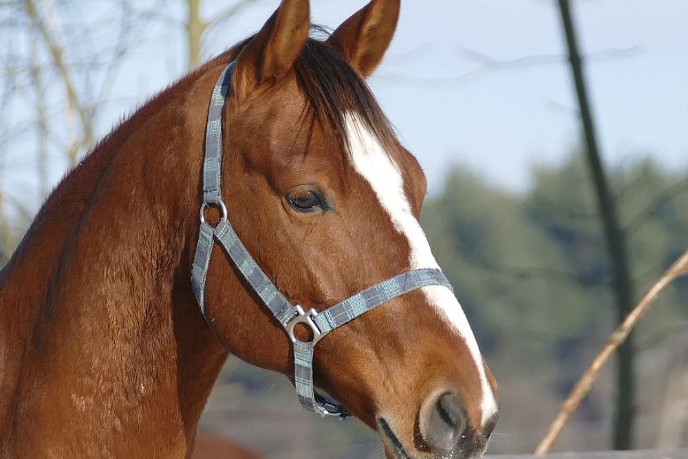 The Pony Club The Pony Club