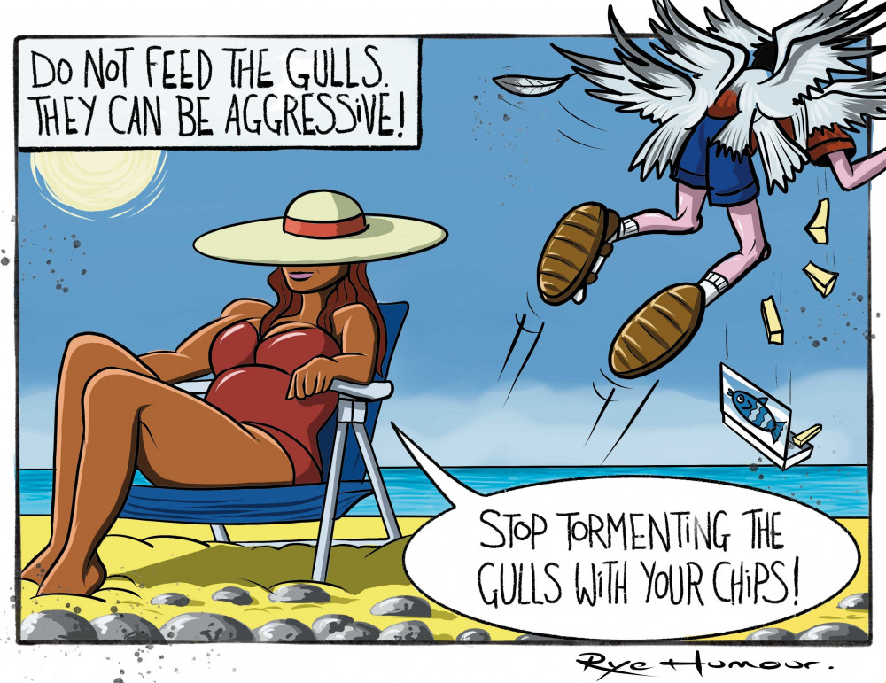 Seaton illustrator Kevin Rye's latest cartoon on feeding the seagulls