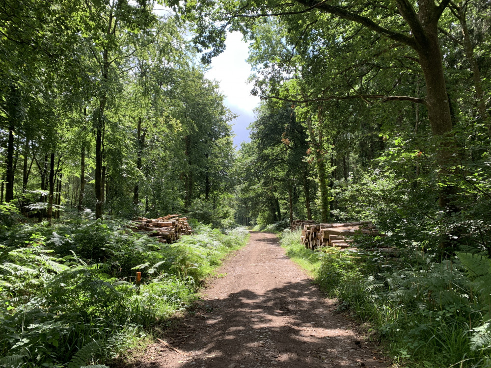 This week's walk is a two-mile loop in and around Hooke Park, near Beaminster, taking around one hour