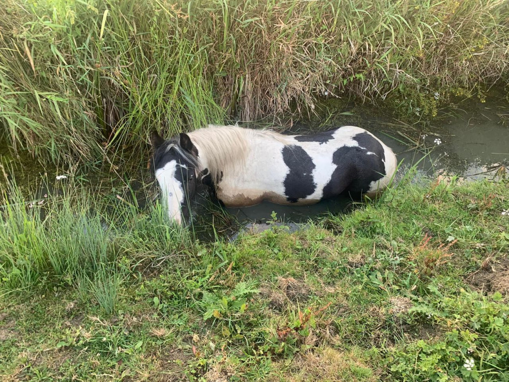 Buddy was found abandoned in a ditch.