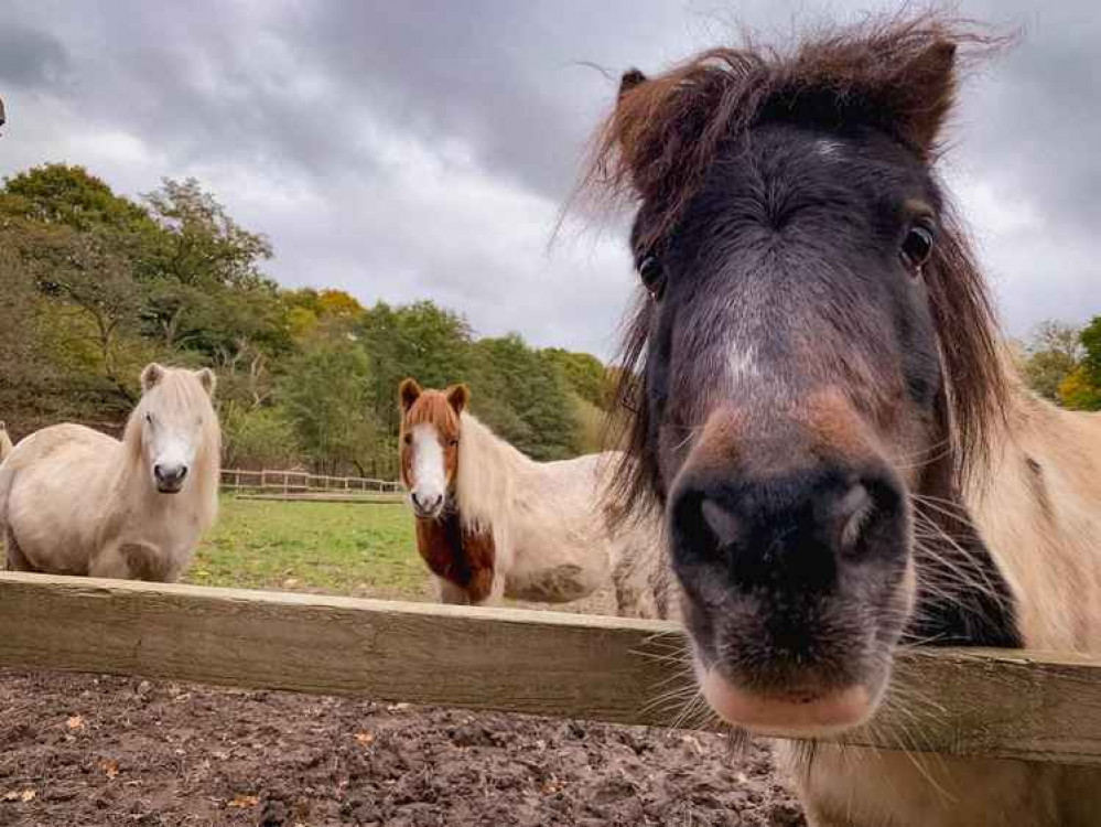 Image: Spirit of the Herd Facebook page Image: Spirit of the Herd Facebook page