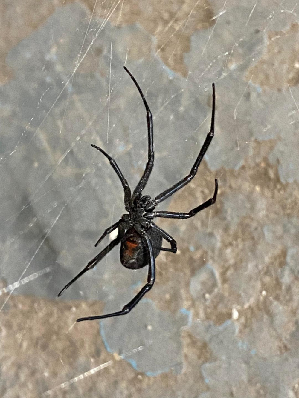 Bella the Black Widow (image courtesy of Rutland Sanctuary Zoo)