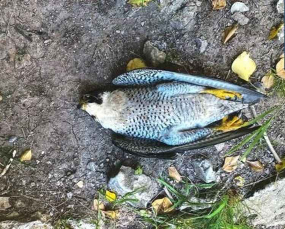 Three peregrine falcons have been poisoned around the county