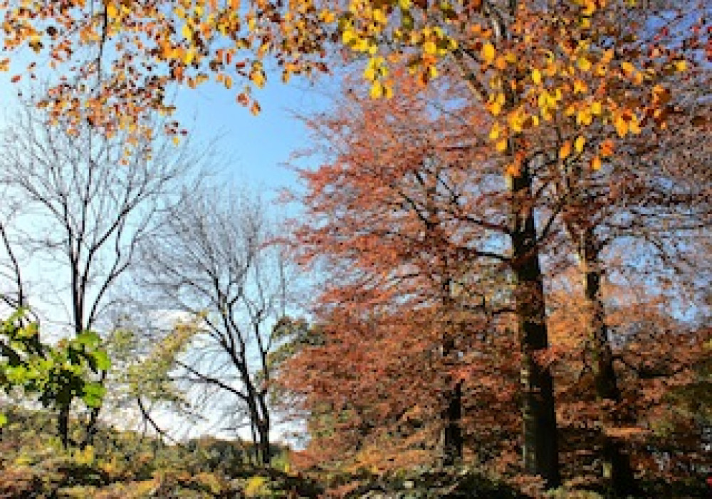 One of the walking routes in is Calke near Ashby. Photo: Ashby Nub News