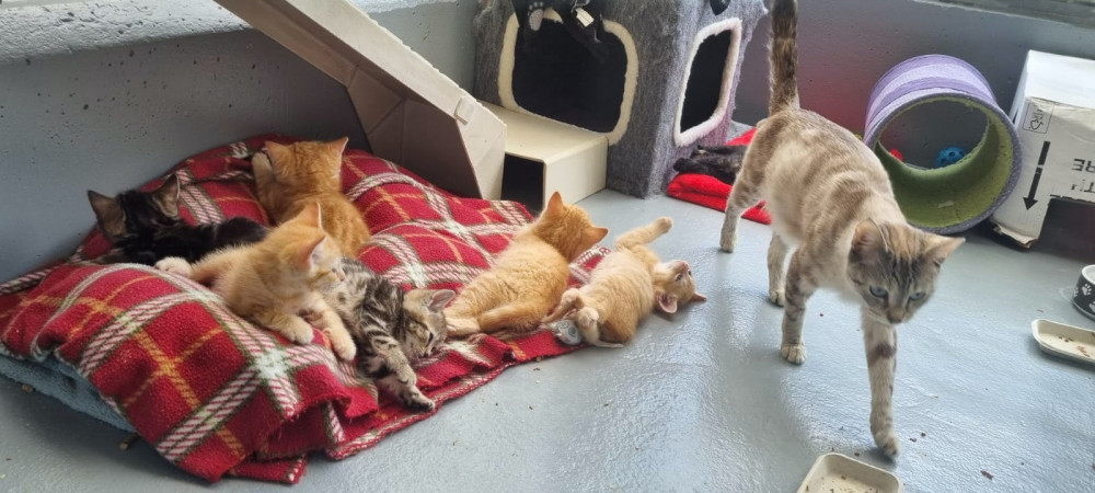 Whiskers with her kittens - could you give her a home?