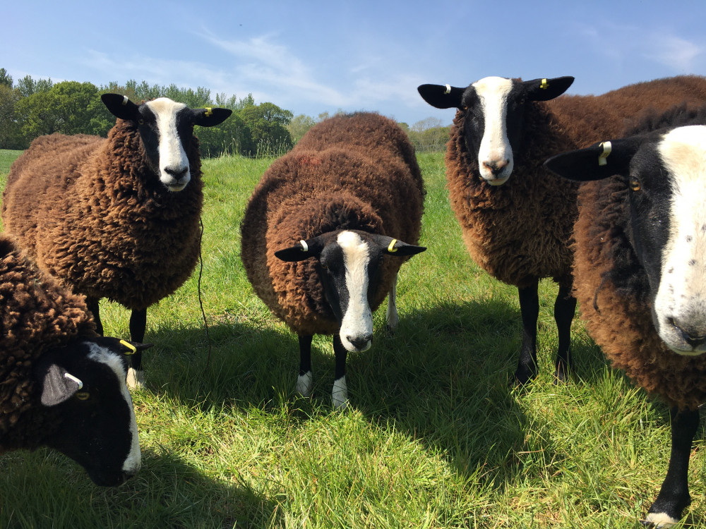 The winning flock of  Zwartbles sheep