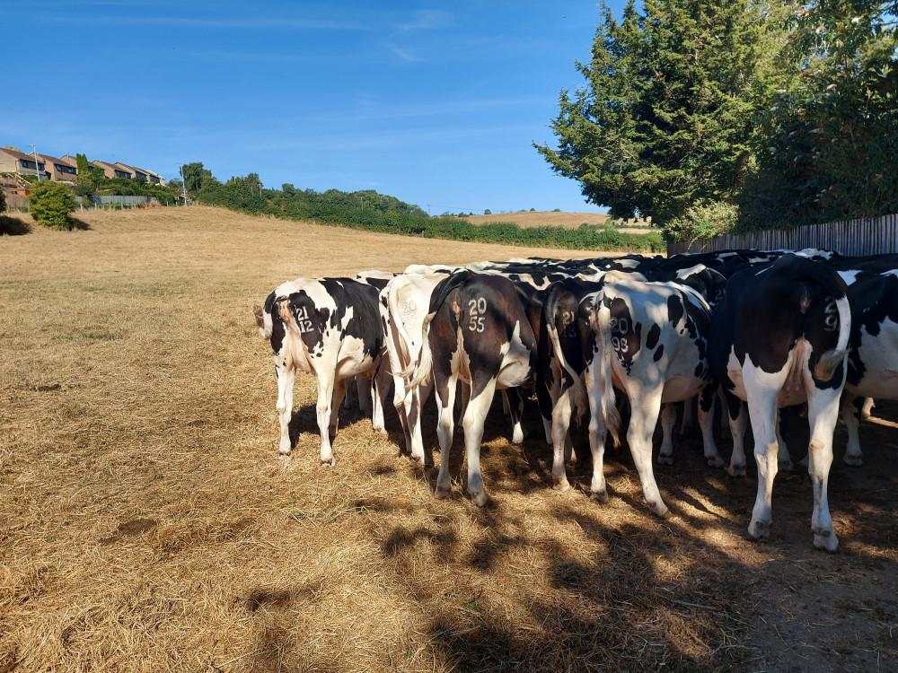 Follow the herd in Frome Follow the herd in Frome