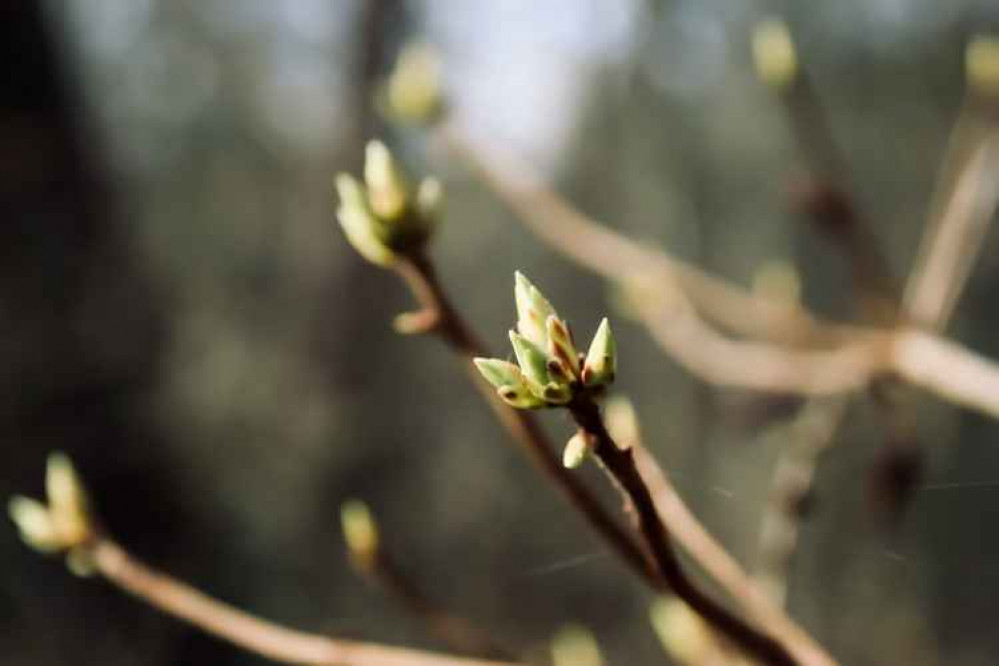 Hob Hey Wood Friends will plant 220 new trees this weekend. Hob Hey Wood Friends will plant 220 new trees this weekend.