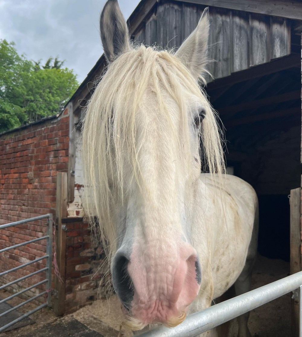 Mr Tom passed away in June 2022 (image courtesy of Rutland Farm Park)