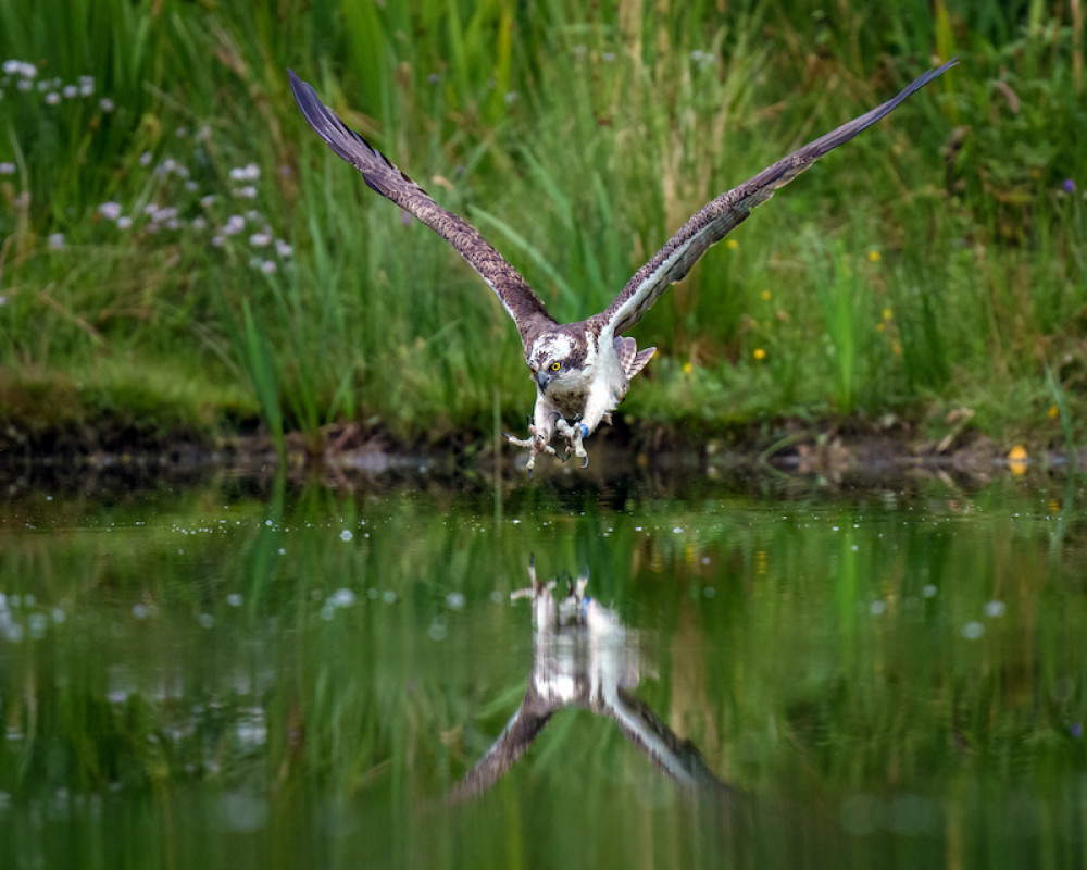 Osprey's in Suffolk (Picture credit: Dean Murray/SWNS)