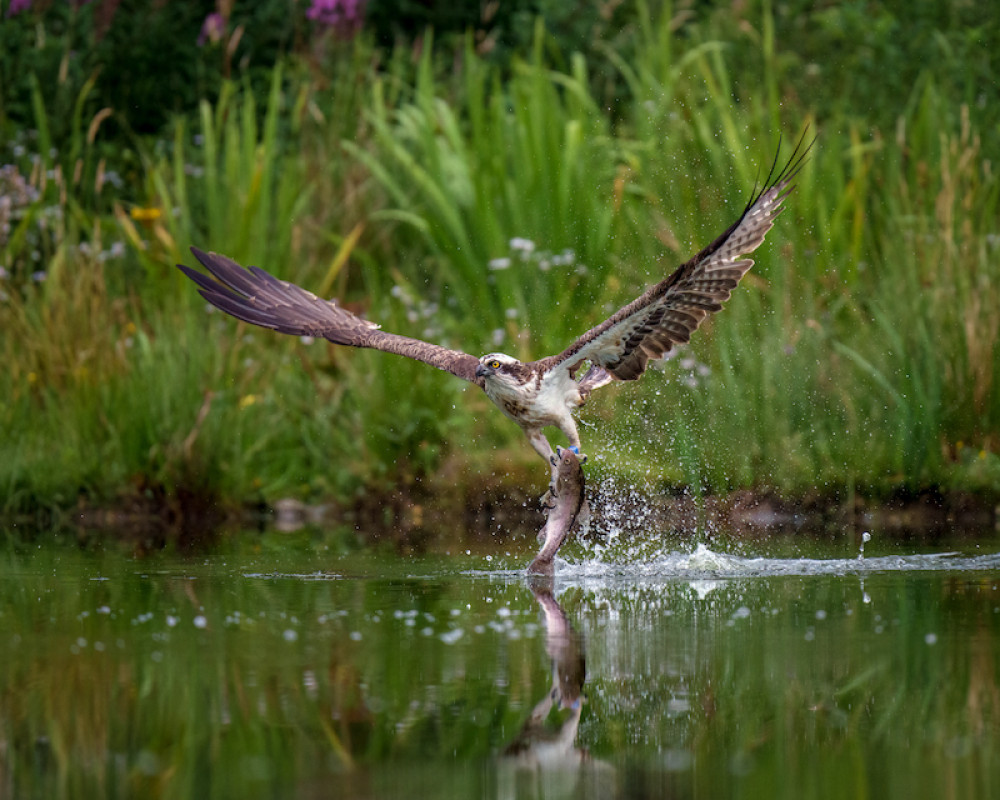 Osprey's coming back to the county (Picture credit:Dean Murray/SWNS))