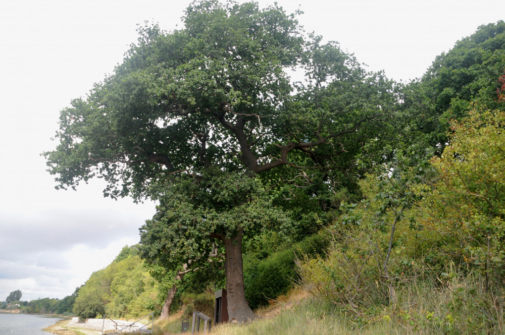 Old oak tree Shotley shoreline (Picture credit: Peninsula Nub News)