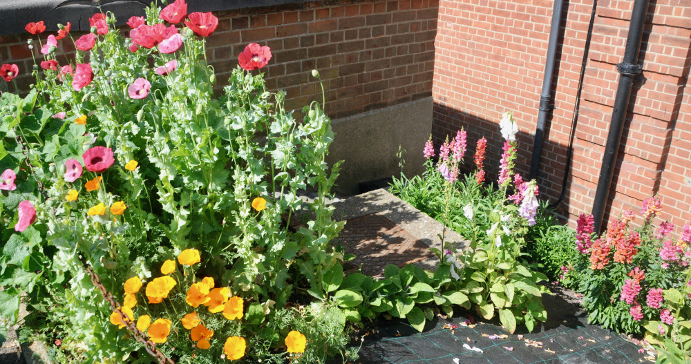 Flowers changing colour (Picture credit: Nub News)