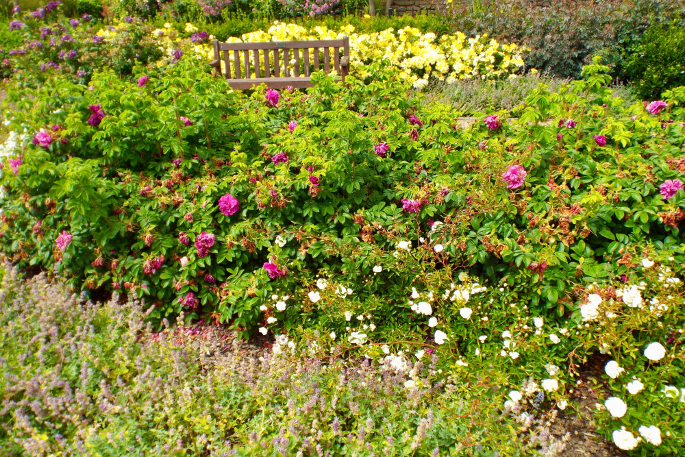 Flowers in Felixstowe