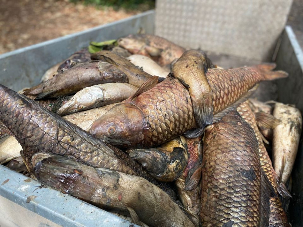 The piles of dead fish are heart breaking. Photo Jud Relf