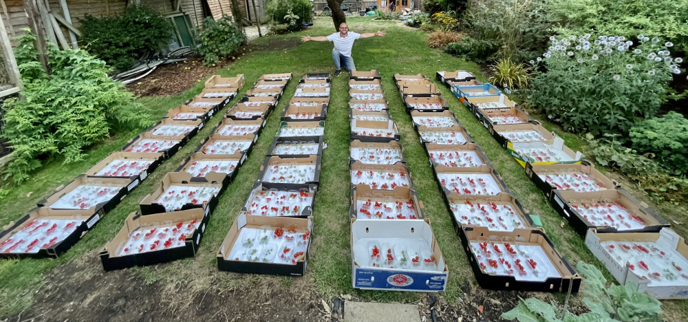 Doug Smith's record tomato crop (Picture credit: SWNS)