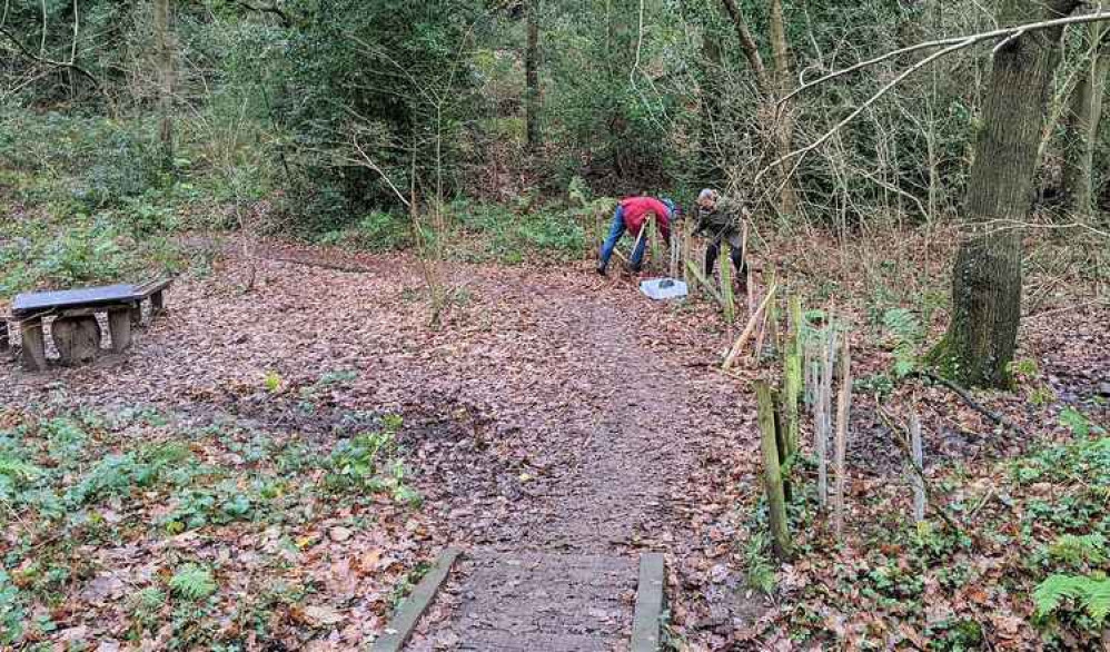 The tree planting underway in Hob Hey Wood. Photo: Mark O'Sullivan The tree planting underway in Hob Hey Wood. Photo: Mark O'Sullivan