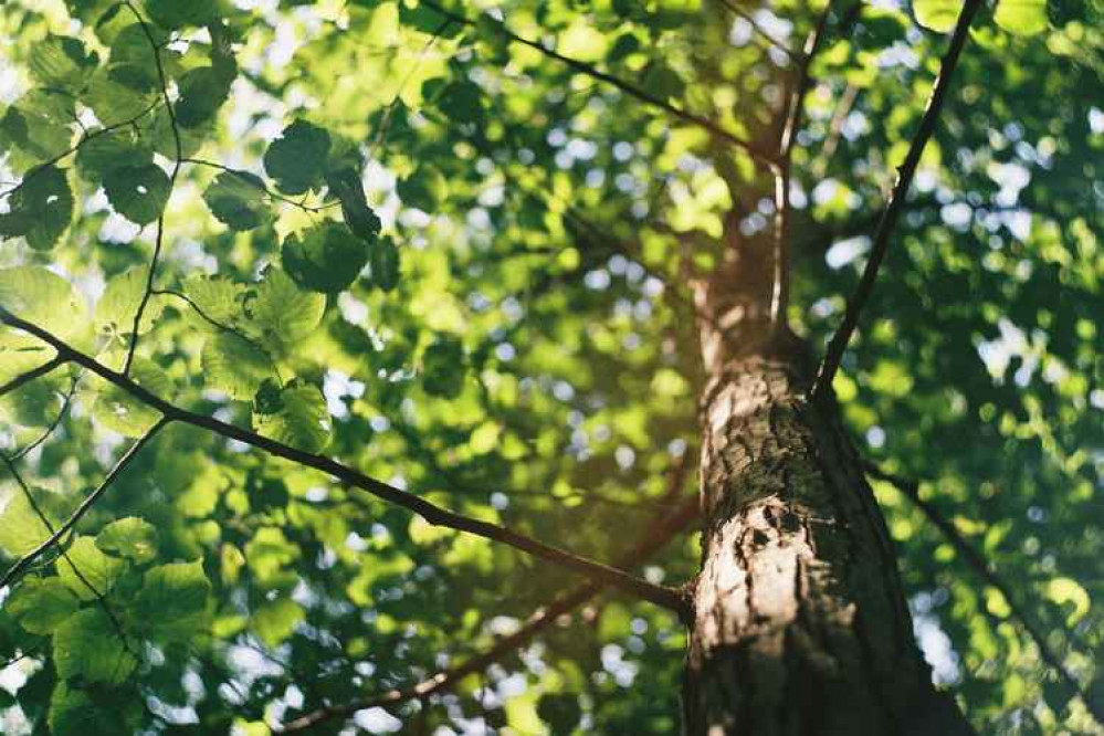 40 hectares of trees will be planted across North Cheshire and Merseyside. Image: Unsplash 40 hectares of trees will be planted across North Cheshire and Merseyside. Image: Unsplash