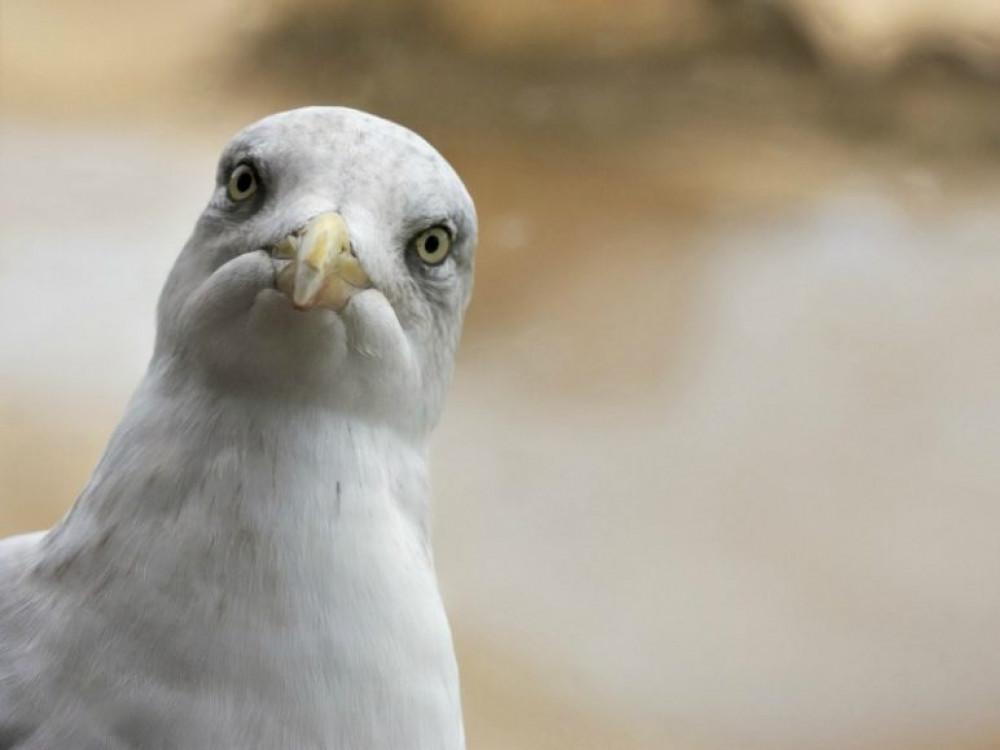 Cases of bird flu in East Devon have affected mute swans and herring gulls