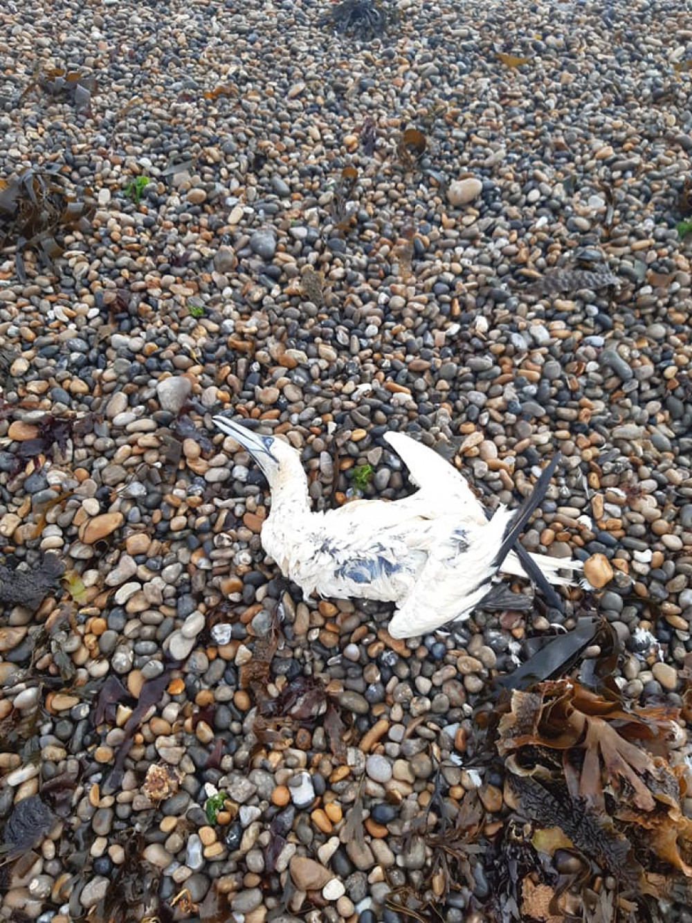 Dead birds were found on Seaton beach this morning