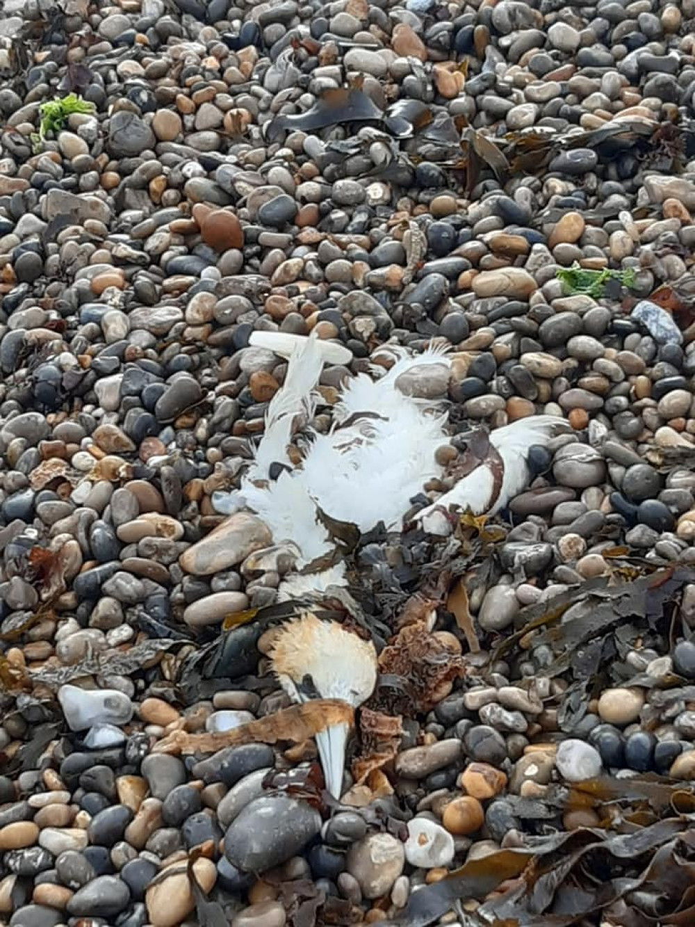 Dead birds were found on Seaton beach this morning