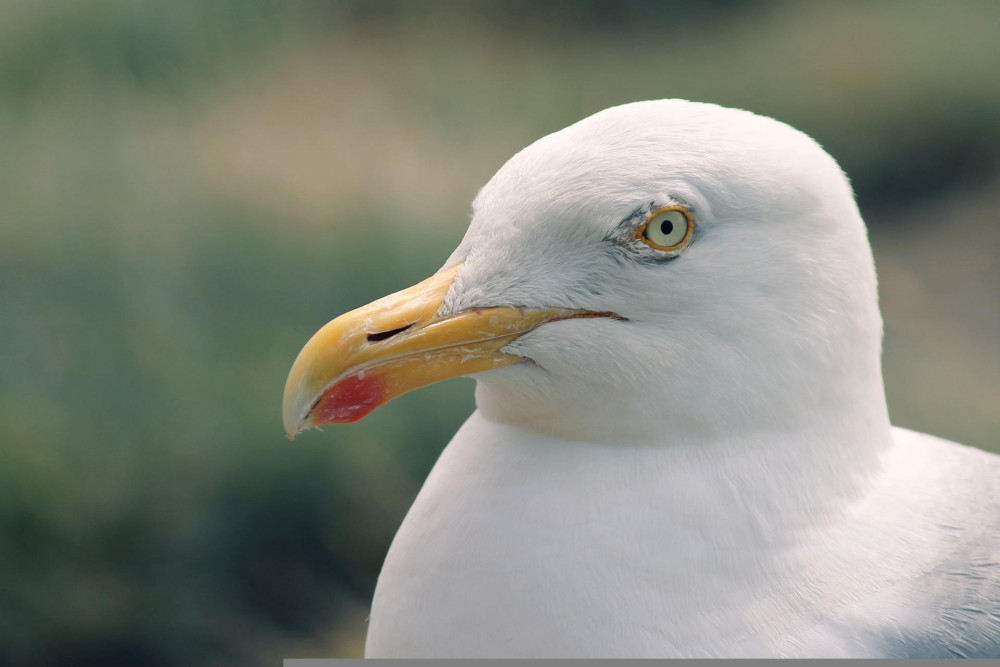 Stock image of seagull (Pixabay) Stock image of seagull (Pixabay)