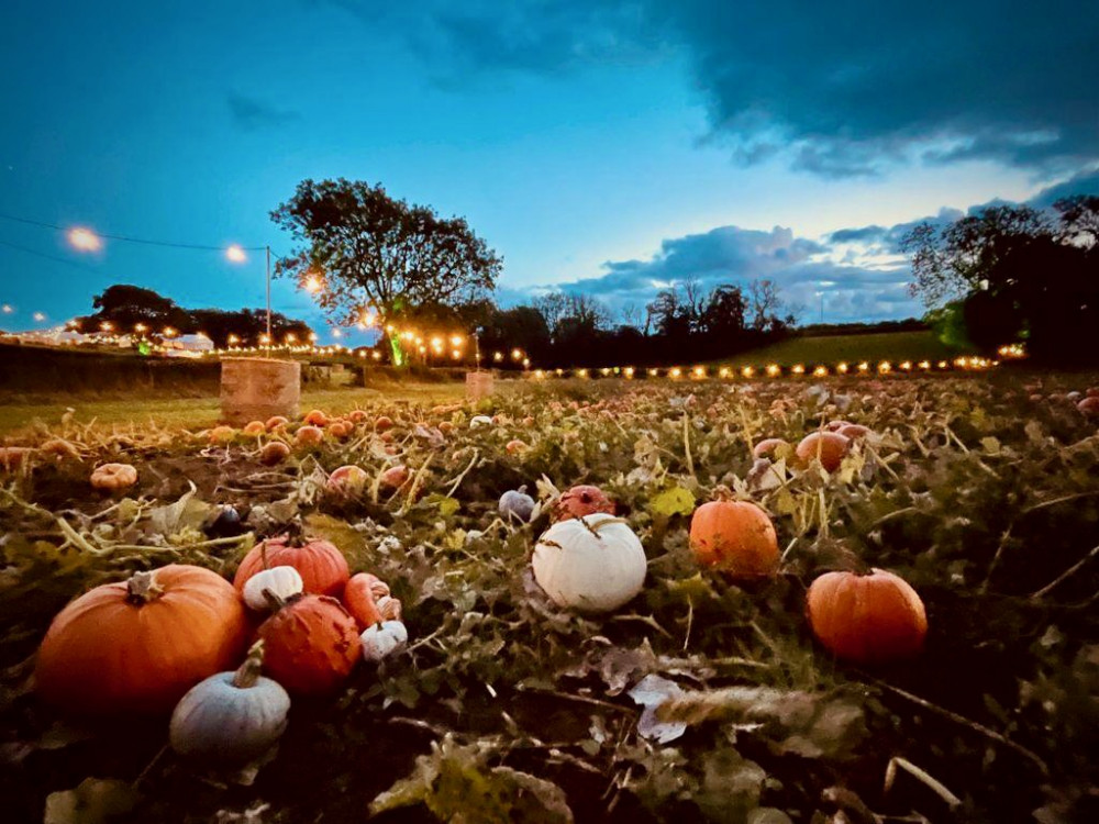 Twilight Pumpkin Picking at Vale Pick You Own 