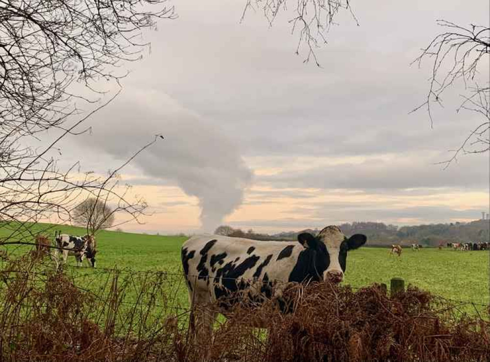 An unfortunately positioned cow around Snidley Moor! An unfortunately positioned cow around Snidley Moor!