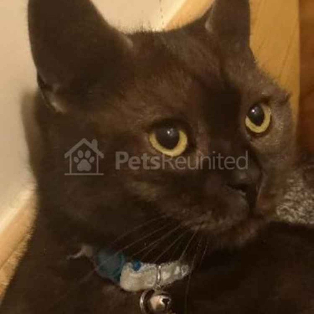 British Shorthair cat Finn was last sighted on Briarswood, Biddulph, Stoke-on-Trent ST8 6BW.