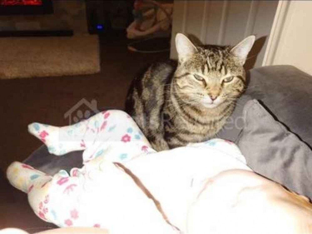 Domestic short-haired cat Paws went missing just over two months ago in Biddulph's William Avenue.