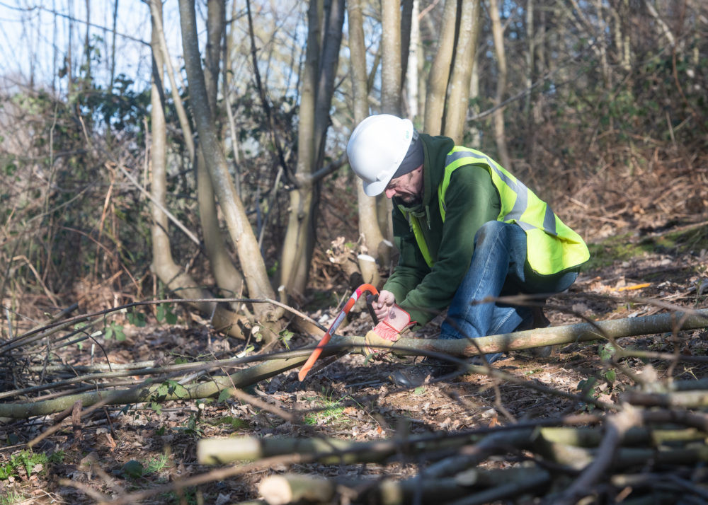 Coppicing