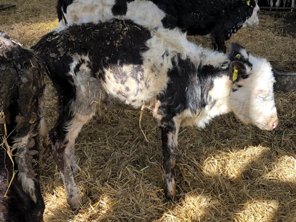 The farm near Winterborne Abbas pleaded guilty for cruelty to cows.