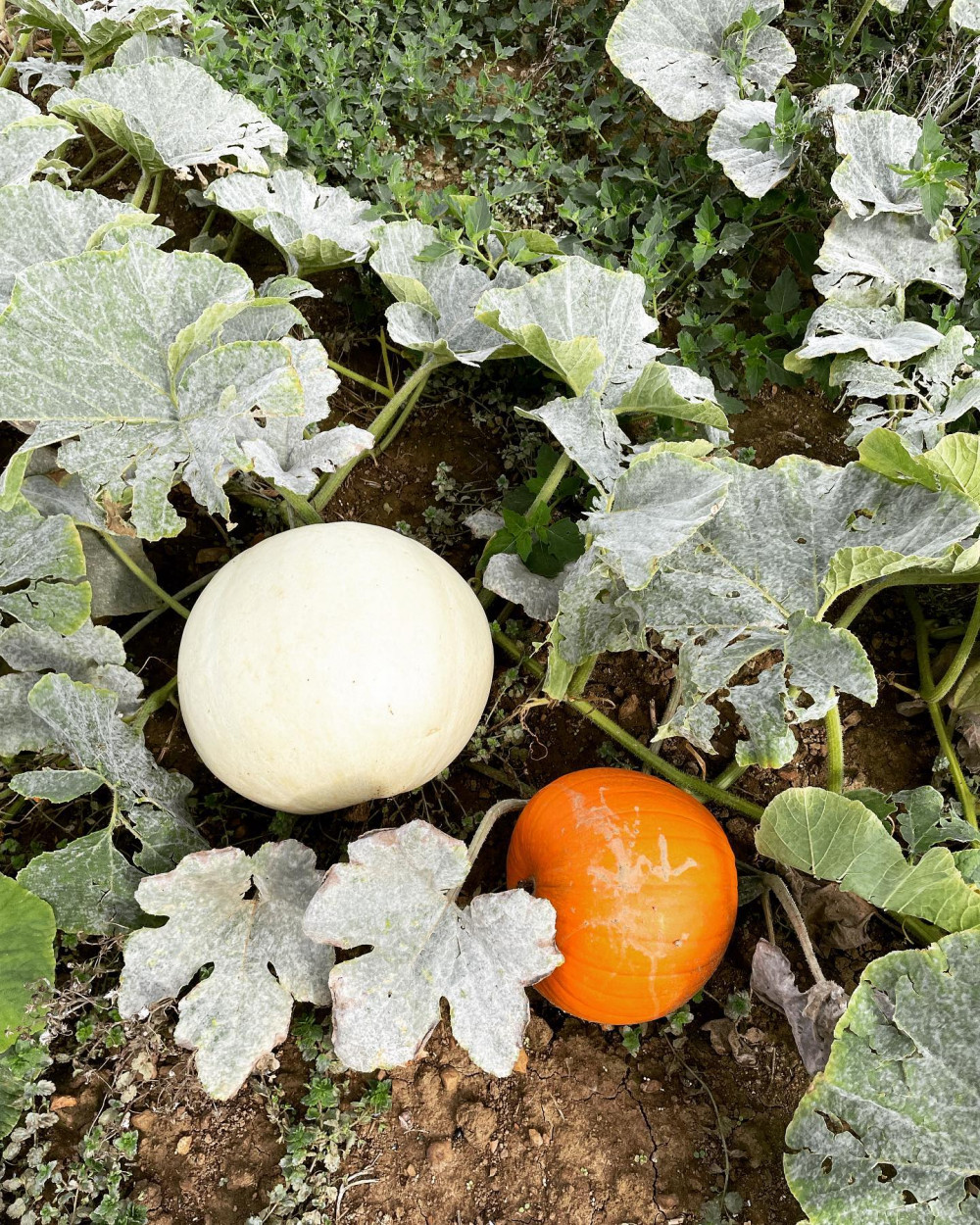 Image courtesy of Rutland Water Pumpkins.