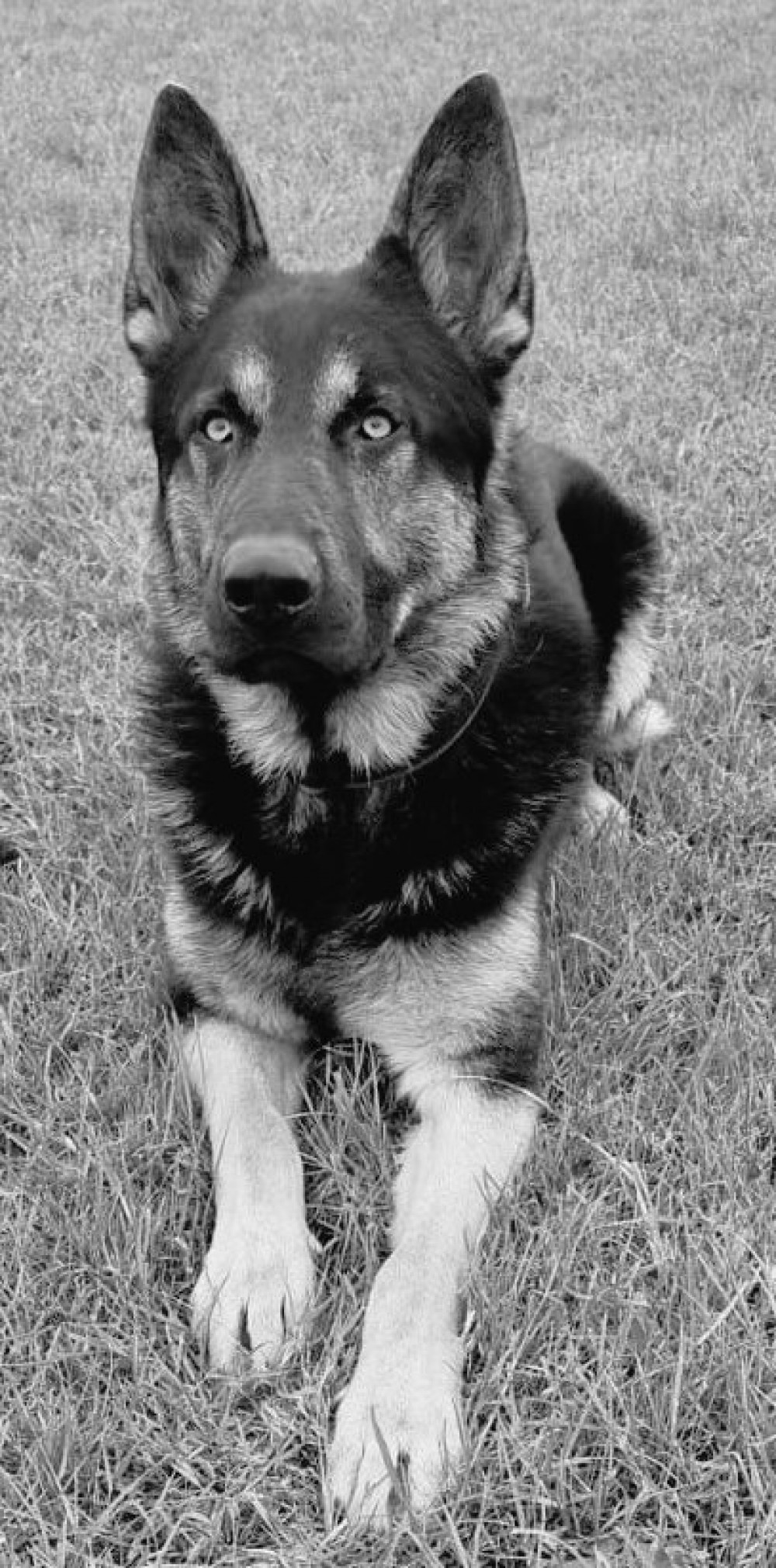 Kaiser Kaiser