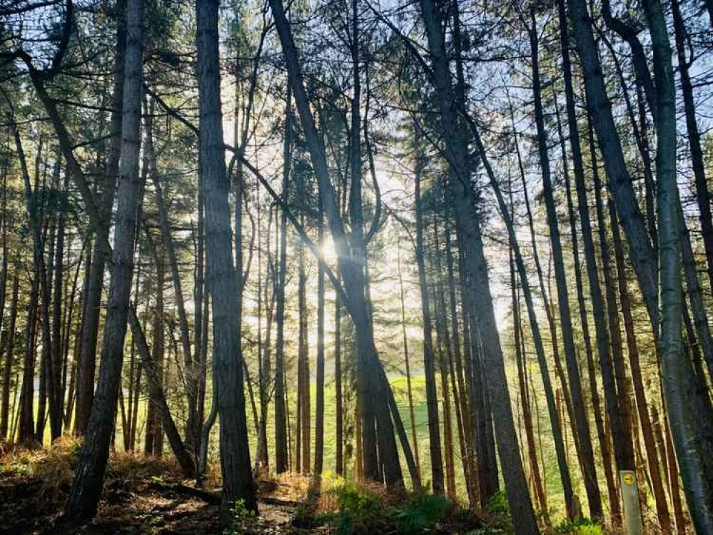 Sun shining through the trees